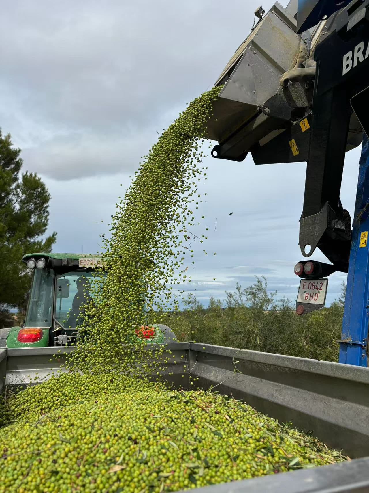Mechanical harvester pouring a stream of fresh green olives into a tractor trailer.